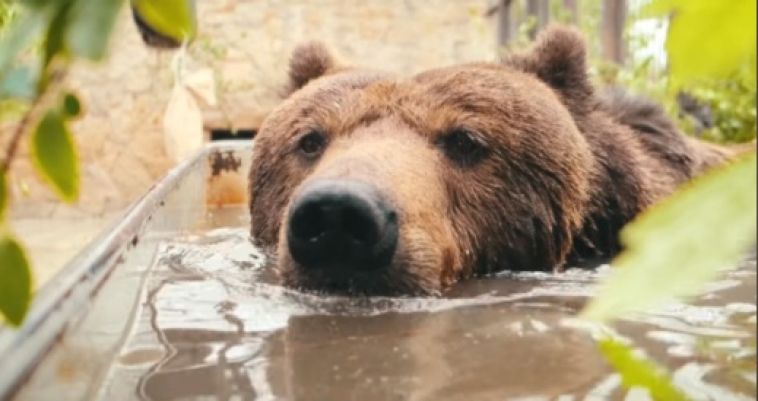 Челябинский зоопарк приютил медведя, который раньше жил в клетке у придорожного кафе