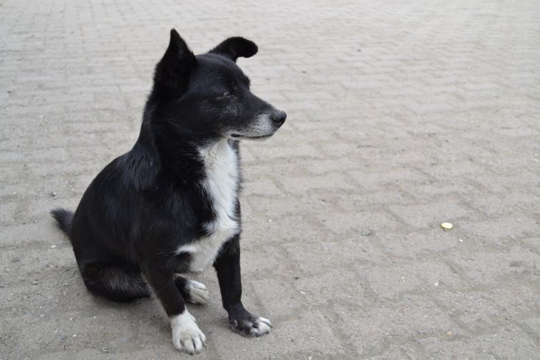 В Челябинской области стая бездомных собак покусала ребенка