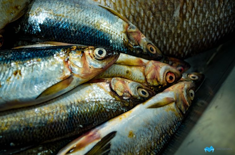 На магнитогорца завели уголовное дело за незаконный вылов рыбы из Урала