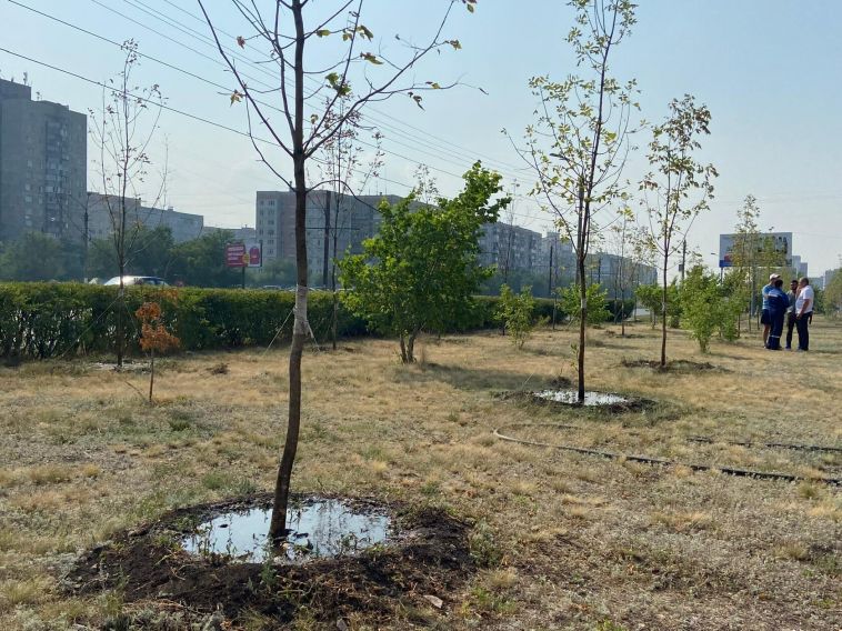 Этой весной в Магнитогорске высадили 550 новых деревьев