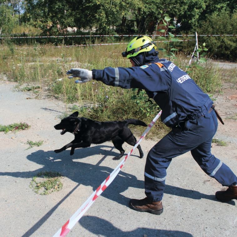 Собаки тренировались спасать людей