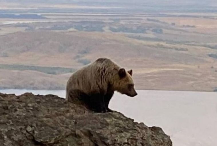 В Челябинской области у горнолыжного курорта заметили медвежье семейство