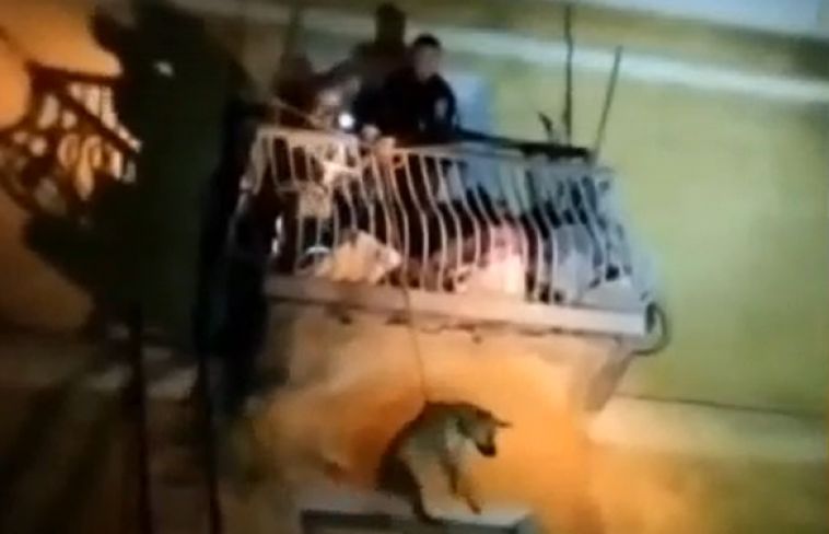 Хозяйка заперла на балконе. В Челябинской области полицейский вызволил собаку
