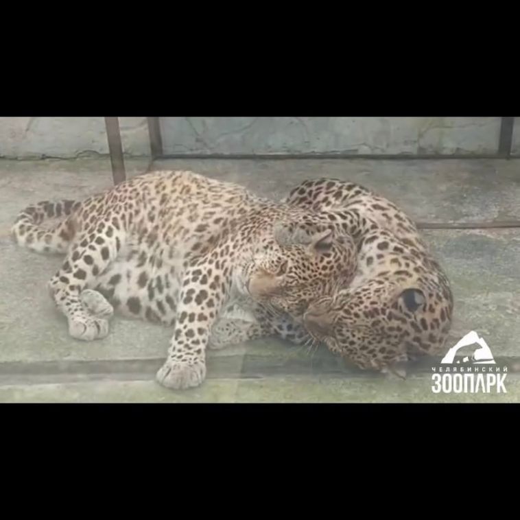 В челябинском зоопарке засняли нежности двух леопардов