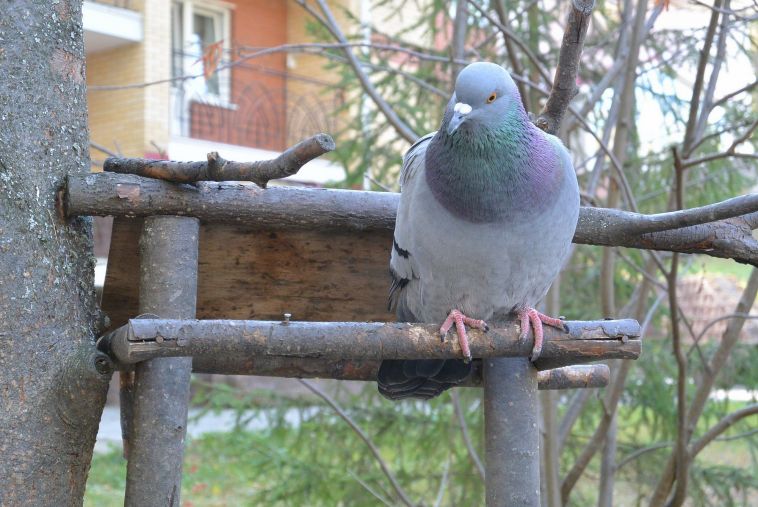 В Челябинской области сняли карантин по птичьему гриппу