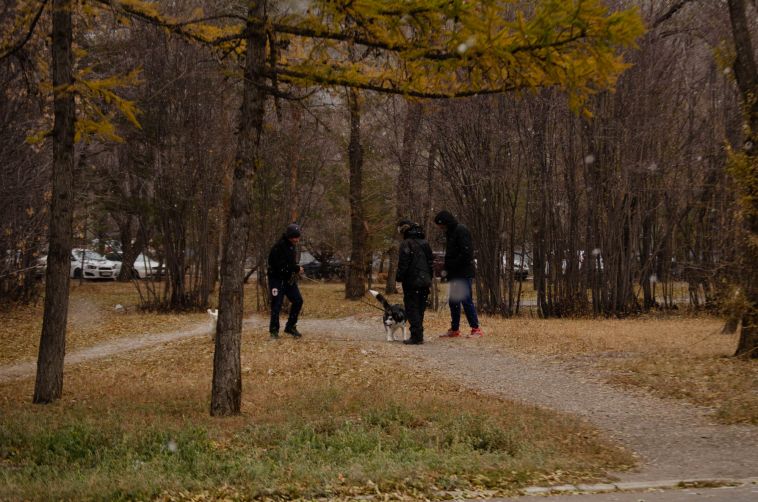 «Без поводков и намордников»: горожанка пожаловалась на выгул собак в парке У Вечного огня