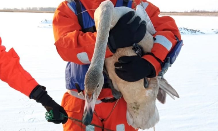 На Южном Урале с озера забрали еще двух травмированных лебедей