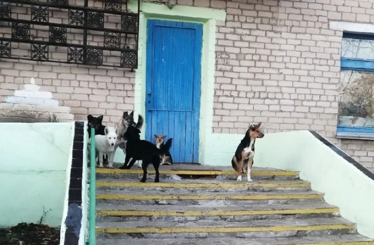 В Челябинской области после проверки прокуратуры организуют отлов бездомных собак