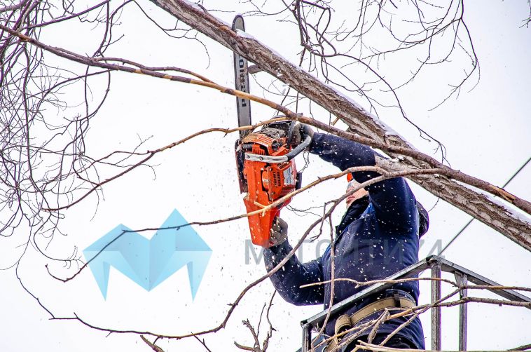 Жительнице Магнитогорска пришлось добиваться сноса аварийных деревьев через прокуратуру