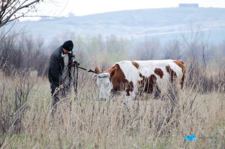 Состояние животных не проверяли: в Челябинской области осудят ветеринаров-взяточников