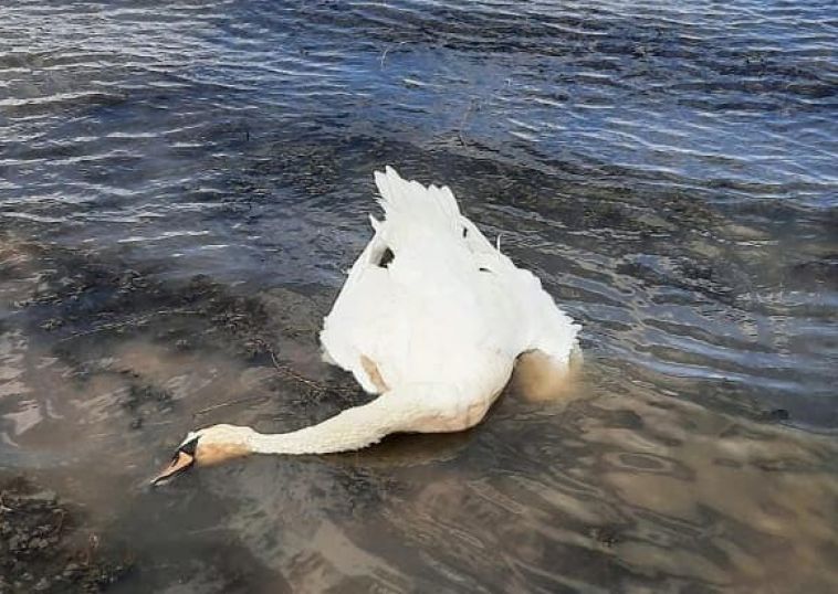 Это фейк: в Минэкологии опровергли информацию о гибели лебедей в челябинской области