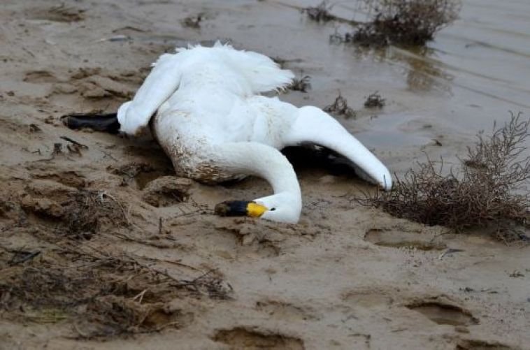 Сообщение оказалось фейком. Минэкологии опровергло гибель лебедей на реке в Челябинской области