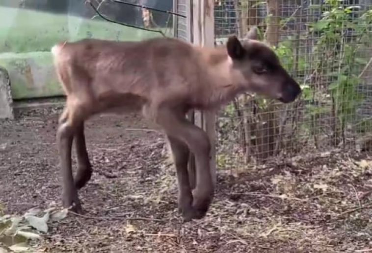 В Челябинском зоопарке родился оленёнок