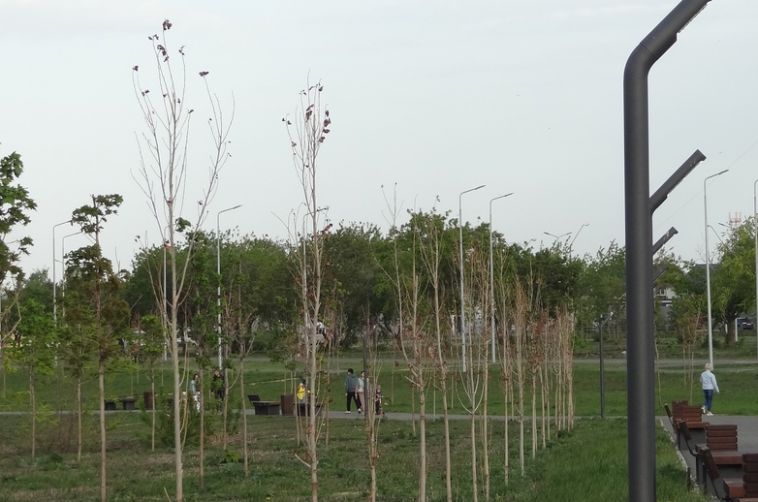 Жители города пожаловались на состояние деревьев в парке Южный