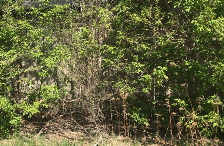 «Корни рушат фундамент»: жительница Магнитогорска пожаловалась на неспиленные деревья