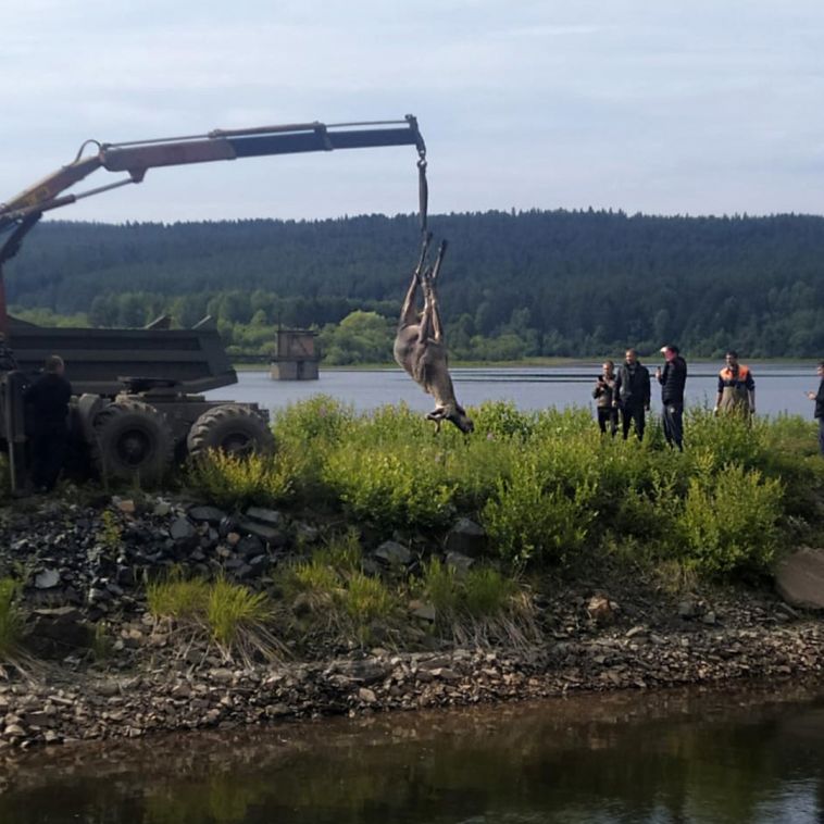 На Южном Урале спасатели достали тело мертвого лося из воды