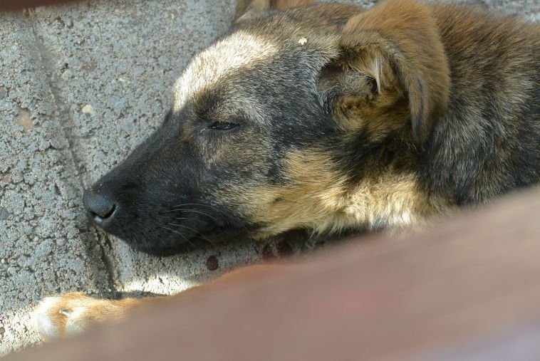 В Челябинской области на мужчину напала бешеная собака