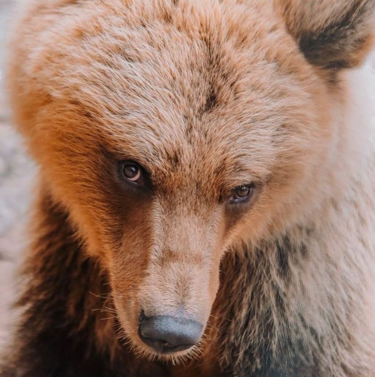 В Челябинском зоопарке умерла медведица, найденная под Магнитогорском