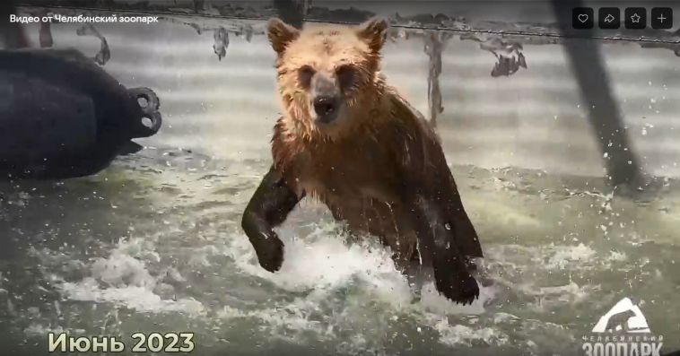 В Челябинском зоопарке назвали причину смерти медведицы, найденной под Магнитогорском