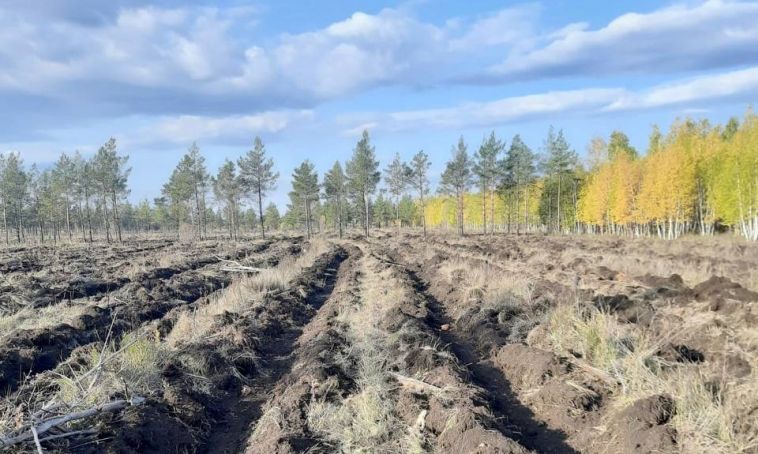 Более 190 тысяч молодых деревьев высадят под Магнитогорском