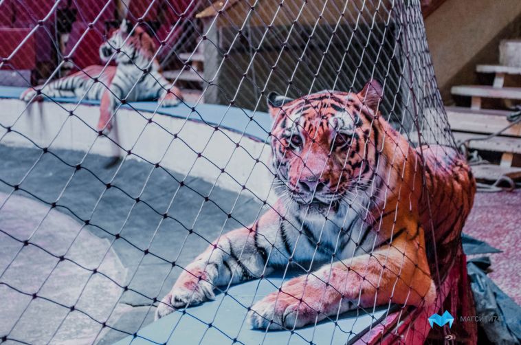 В России создали петицию против выступлений животных в цирках