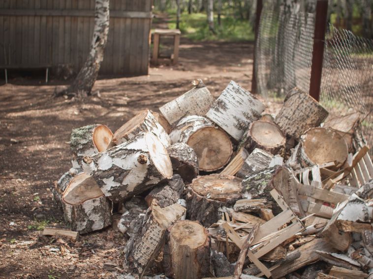 В Челябинской области полиция пресекает незаконную вырубку деревьев