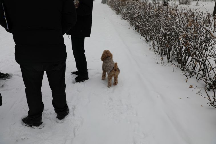 В Магнитогорске прошел рейд по соблюдению правил выгула собак