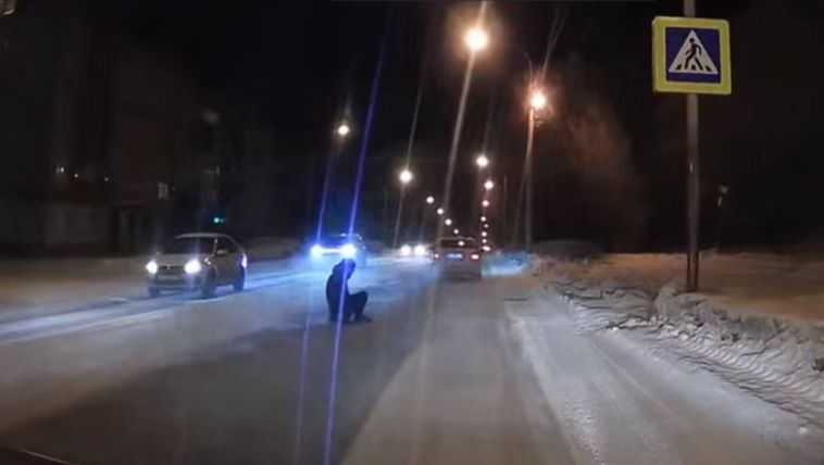 В Магнитогорске накажут водителей, который чуть не сбили пешехода на переходе