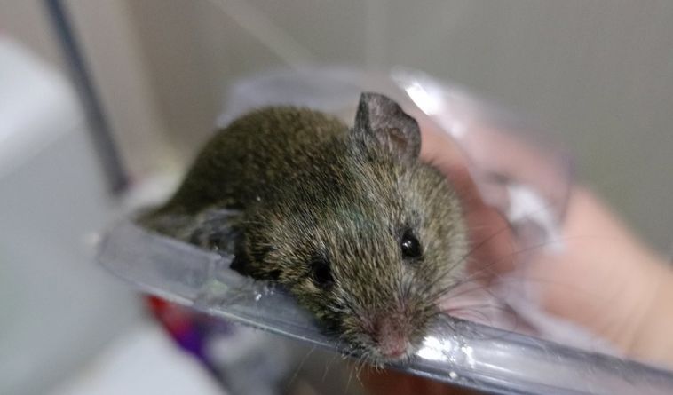 В Магнитогорске жители одного из домов пожаловались на нашествие мышей