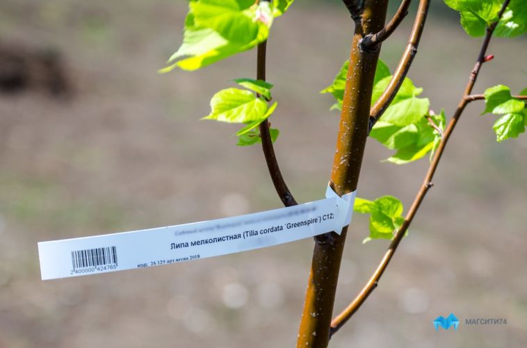 В Магнитогорске за год высадили более 8 тысяч деревьев