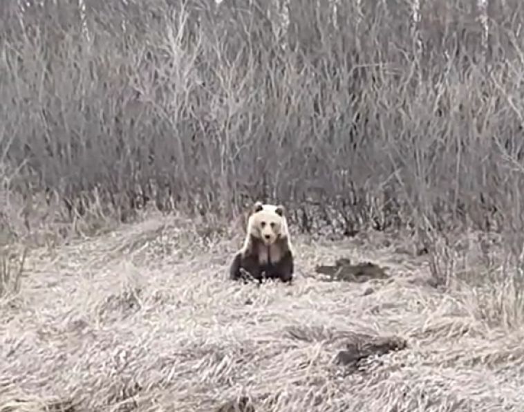 Медведя, которого заметили под Магнитогорском, решили отловить и переселить