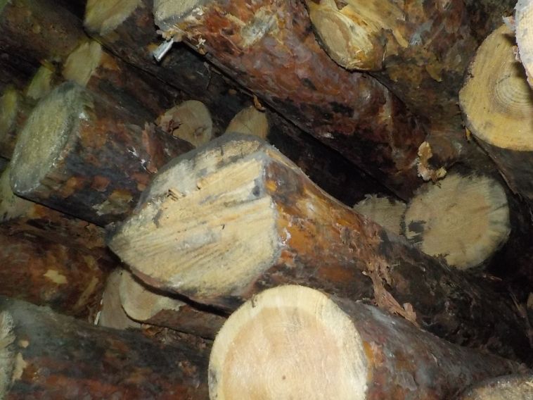 Челябинские таможенники не дали вывезти из России 20 тонн древесины