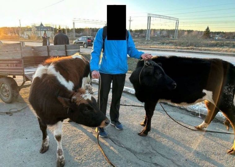 Южноуралец похитил коров в Чебаркульском районе