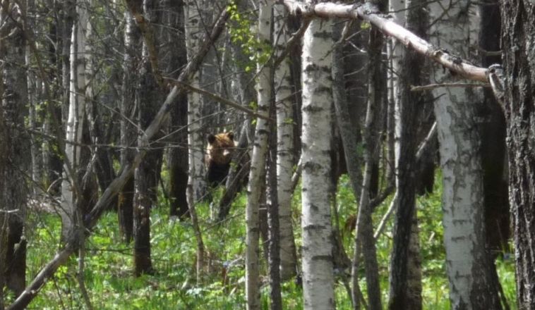 Жителей Челябинской области предупреждают о медведях