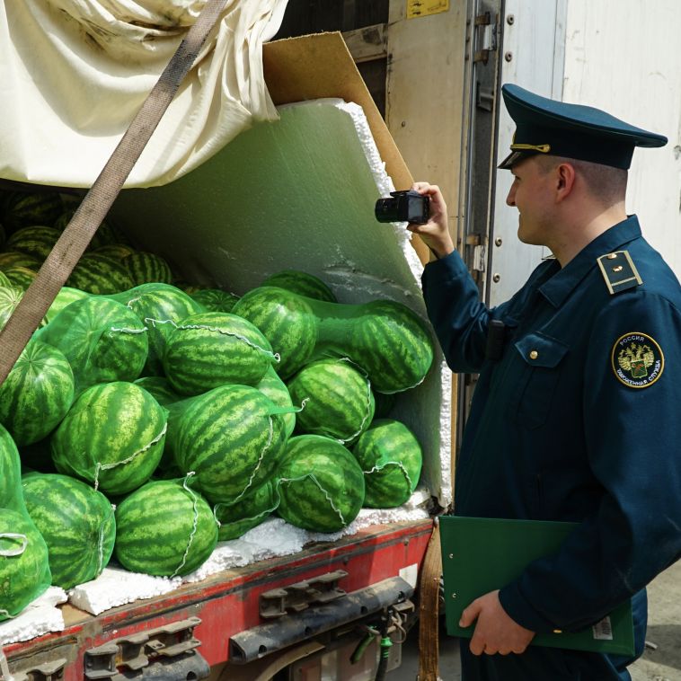 Арбузный бум на Южном Урале