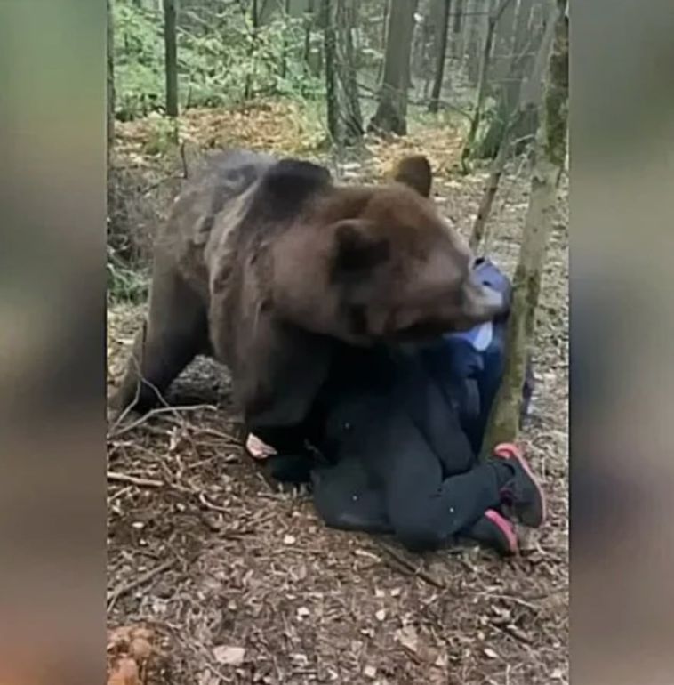В Челябинской области медведь напал на пенсионера
