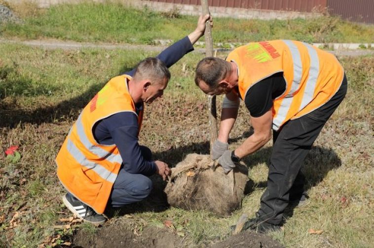 Осенний период - время завершающей стадии озеленения города