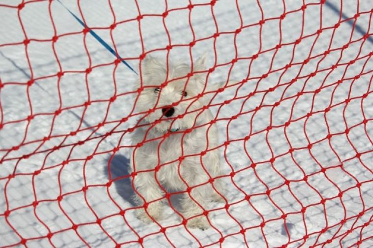 Жителей Магнитогорска информируют об утверждении дополнительных требований к содержанию домашних животных