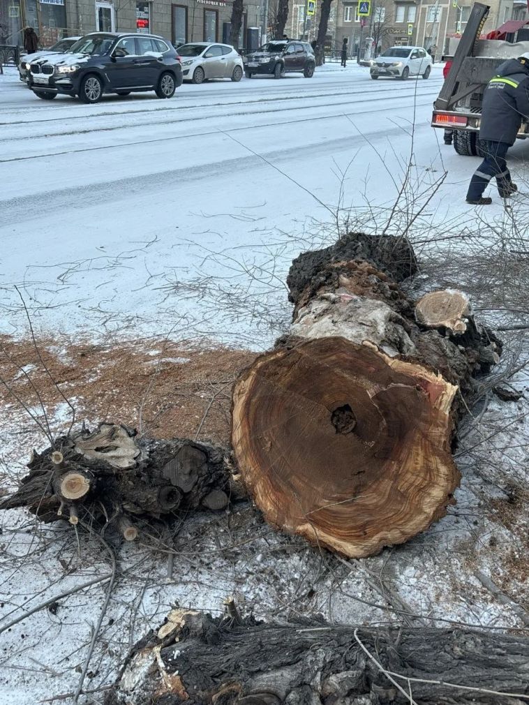 В Магнитогорске продолжаются плановые работы по сносу аварийных деревьев