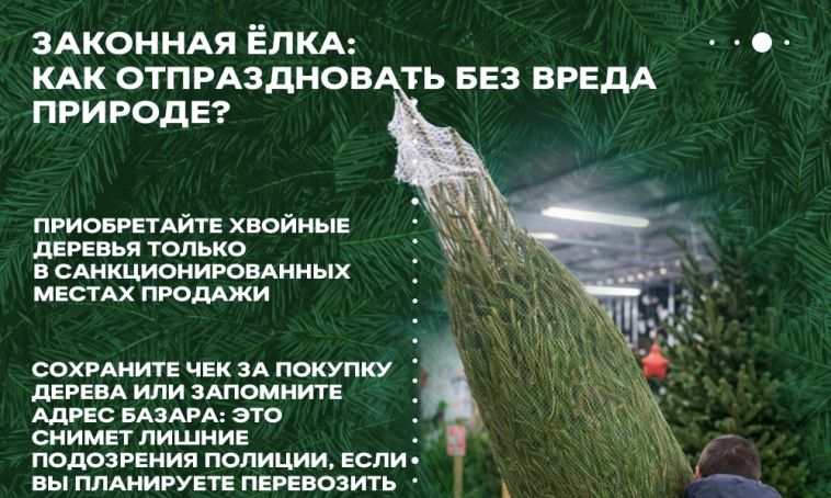 Полиция предупреждает: незаконная рубка хвойных деревьев влечёт ответственность