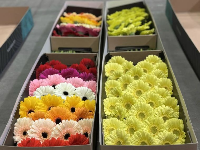 8 миллионов цветов завезли на Урал к 8 Марта