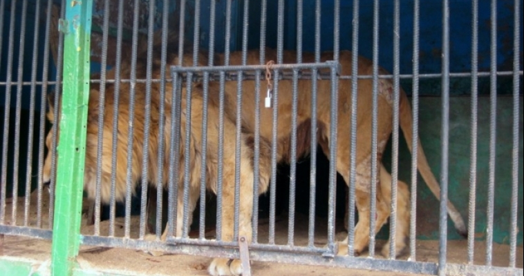  В зоолунапарке в Магнитогорске животные содержатся с открытыми ранами и в полной антисанитарии. Зоозащитники обратились в прокуратуру