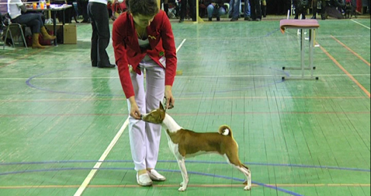 В Магнитогорске пройдут веселые соревнования для собак