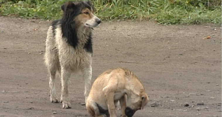Специалисты Россельхознадзора проверили питомник собак мини-пород
