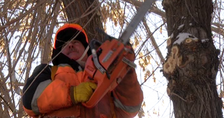 Омолаживающая и санитарная: коммунальные службы приступили к обрезке деревьев
