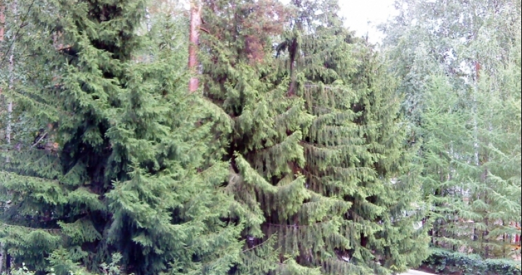 Магнитогорцы могут создать свой собственный лес в национальном парке