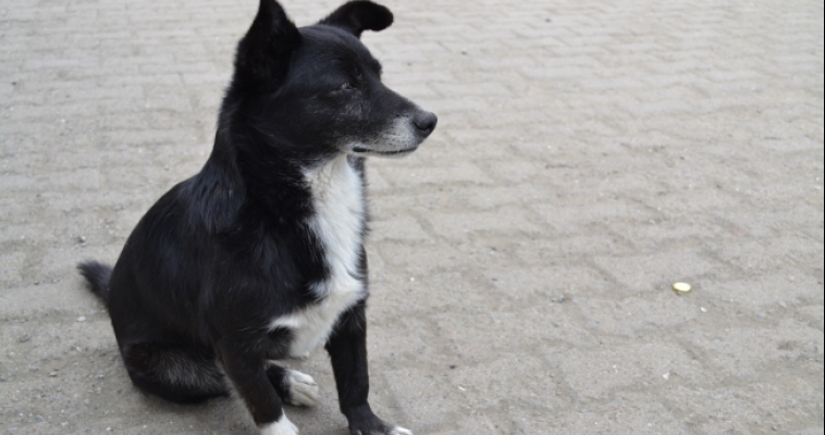 Россельхознадзор отправил собаку, прилетевшую из Турции, на карантин