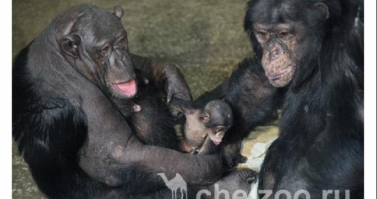 ﻿В зоопарке Челябинска выбрали имя новорожденной шимпанзе