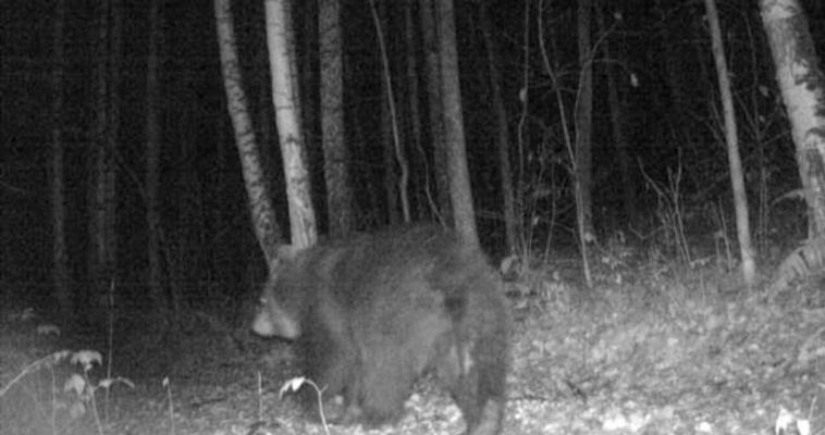 Лесной блюститель приватности. Медведь повредил фотоловушку в нацпарке «Таганай»