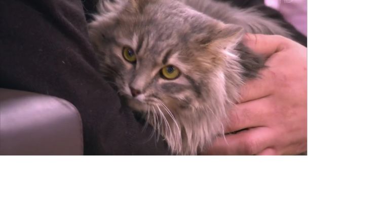 Спасённый из ледяного плена, южноуральский кот покорил Москву